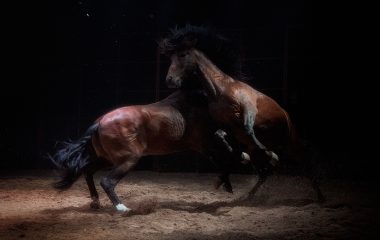 5B6C528F-8ED3-4739-9F95-2CCA18C70F17